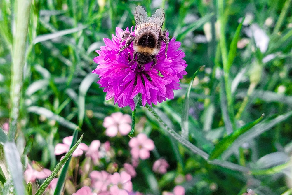 Boeren missen verdienmodel bij natuurinclusieve landbouw