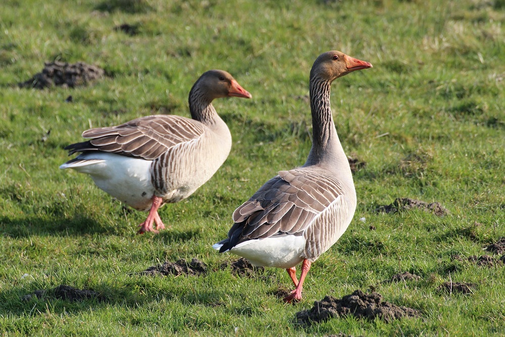 BIJ12 onderzoekt invloed ganzenvraat op grasgroei