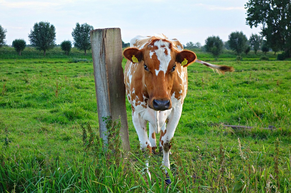 De habitat van knutten: zo verspreidt blauwtong zich