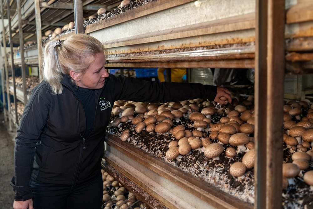 Boeren en tuinders maken werk van paddenstoelen