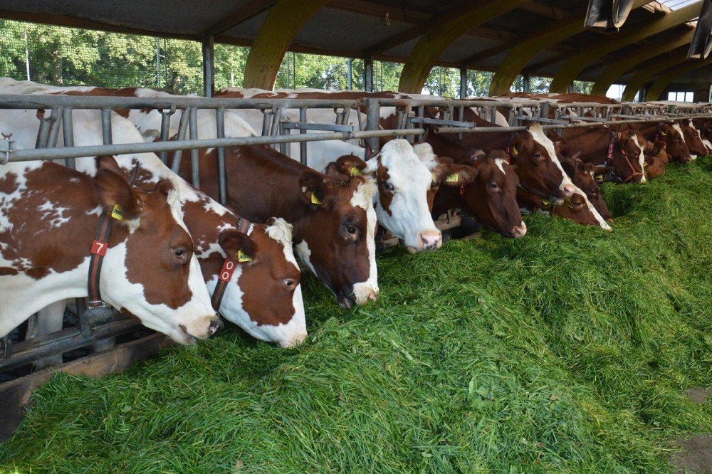 Veel vers gras en een laag RE lijken sleutels voor lage emissies