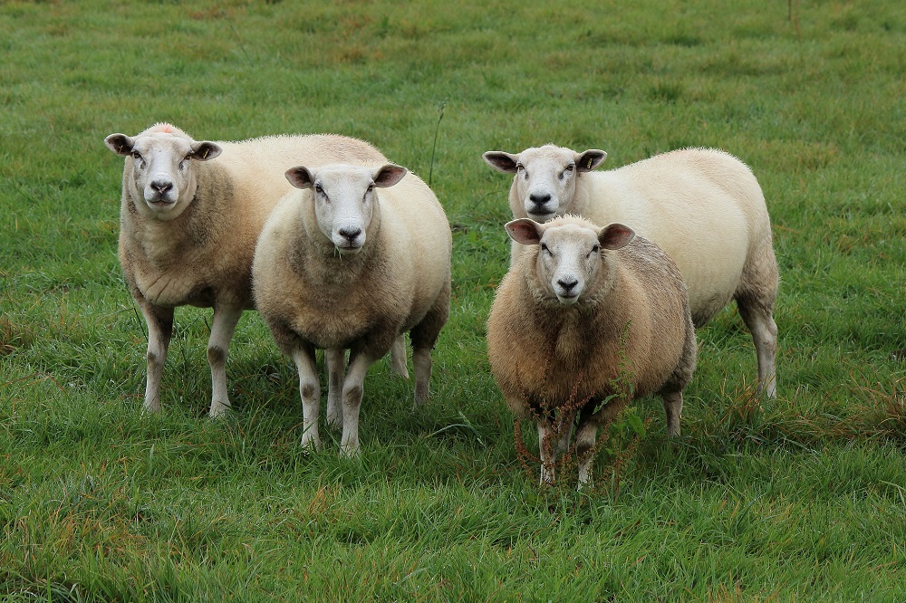 Ondanks kou blijft blauwtongvirus op de loer liggen