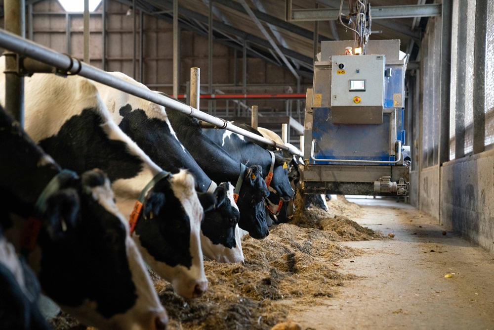 Mengen en voeren tegelijk: Koeien zitten nooit zonder vers voer