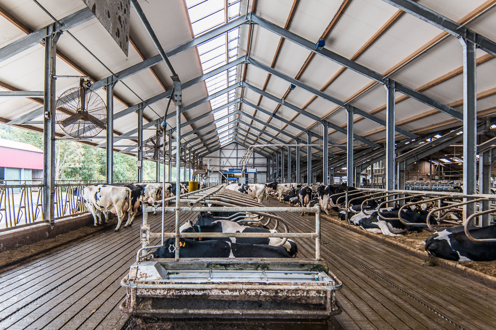 Melkveehouders zitten volledig klem door mestregels