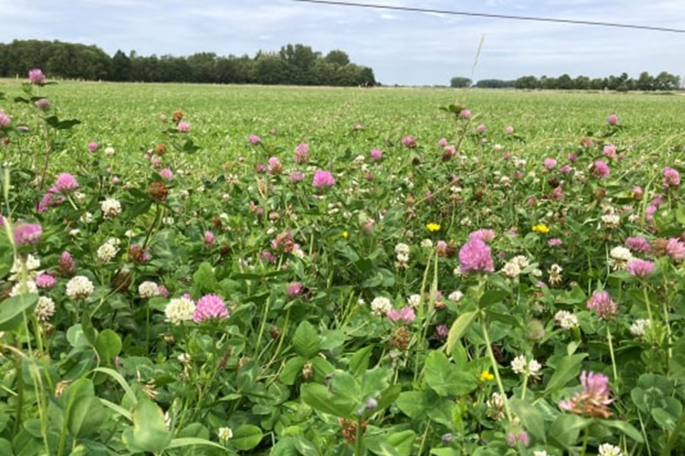 Nieuw seizoen 1001ha kruidenrijk grasland van start