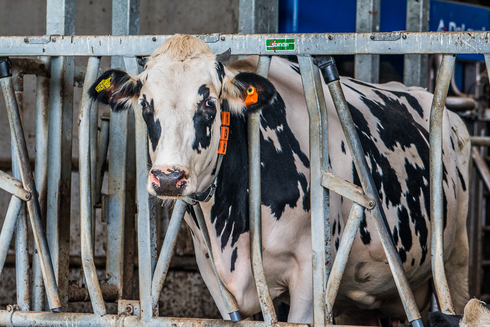 Saldo melkveebedrijf daalt in één jaar tijd met 35 procent