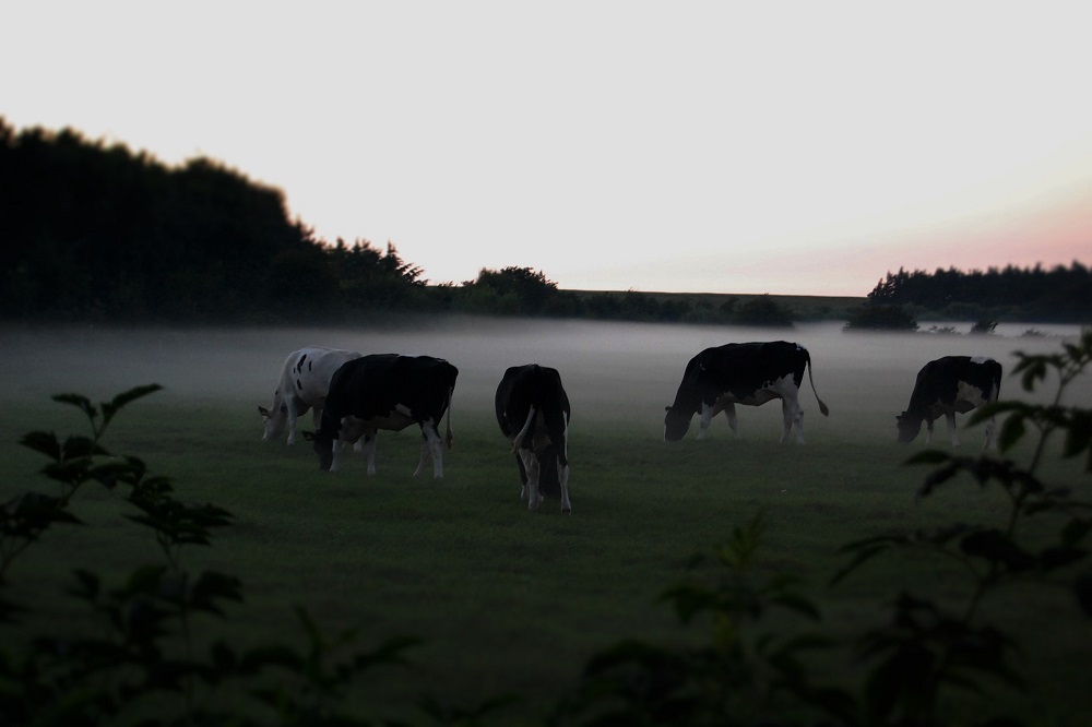 Tijd voor een farmwalk met hakkenproef