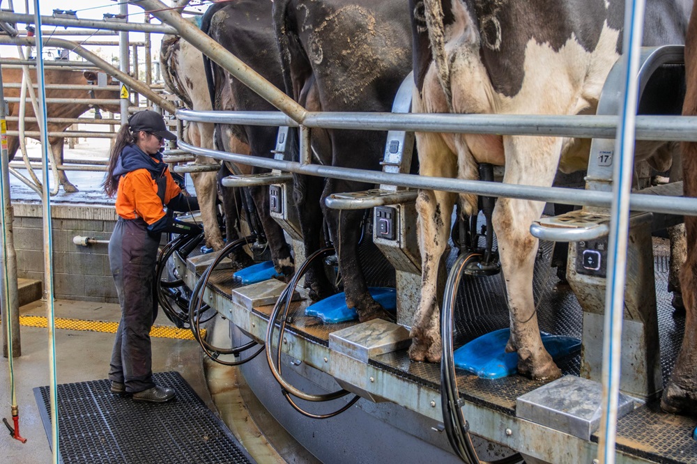 Eén persoon is verantwoordelijk voor het melken in een draaimelkstal. 