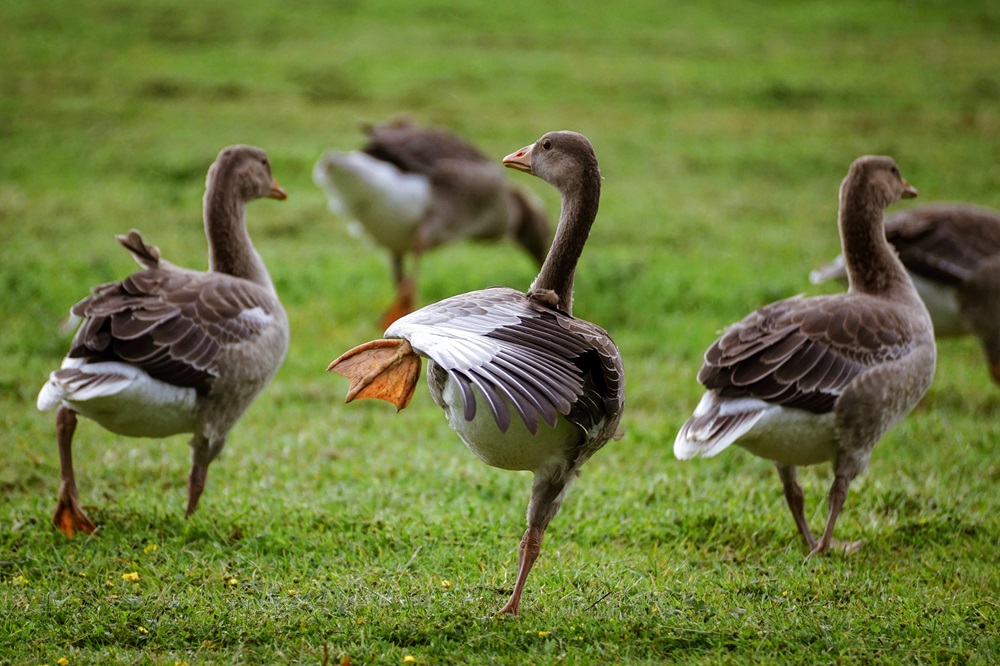 Friese agrarische- en natuurorganisaties buitenspel gezet in nieuw ganzenbeleid