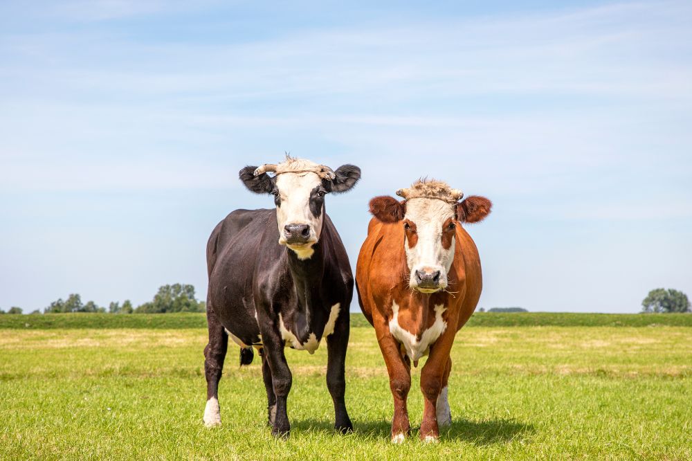 Robuuste dubbeldoelrassen voor natuurinclusieve melkveehouderij