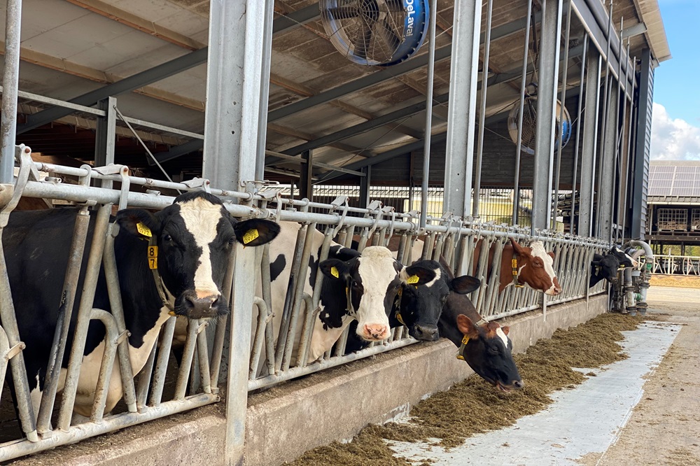 “Met deze inzichten durven we goedkoper te voeren”