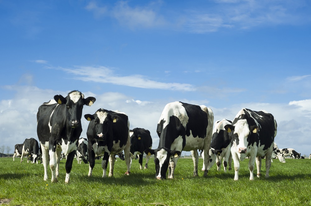 Goede pensfermentatie van belang om vers gras optimaal te benutten