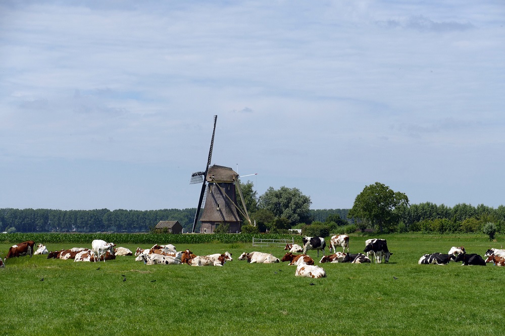 Eerste nieuwe besmettingen blauwtong gemeld