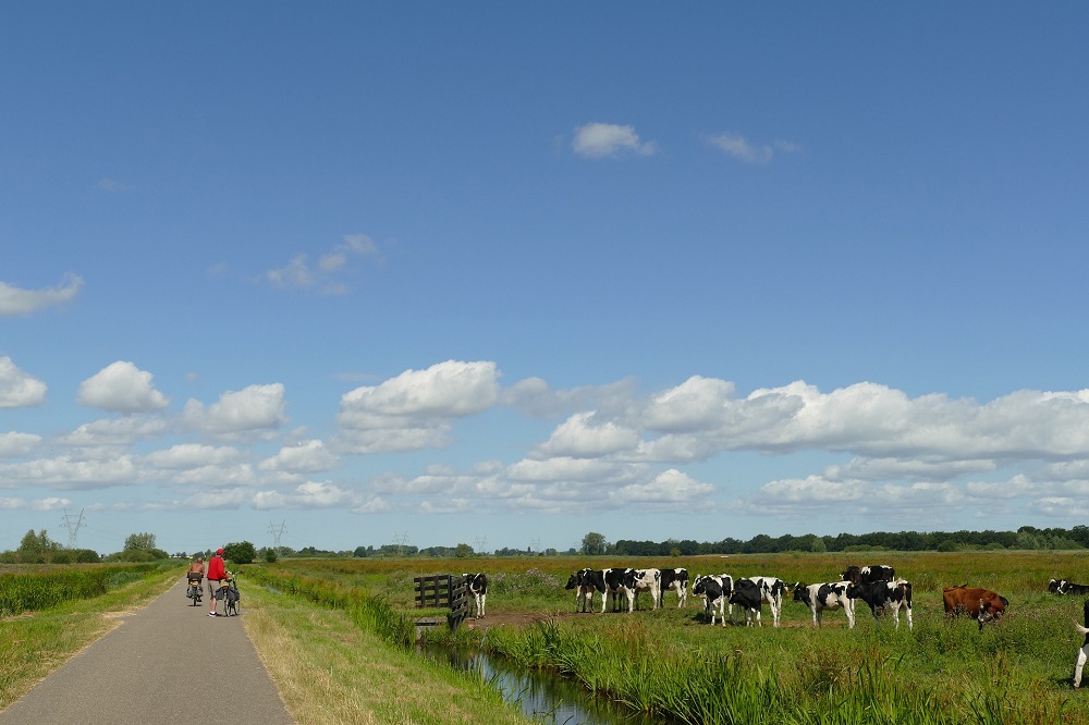 Groen licht voor verhogen subsidie behoud grasland
