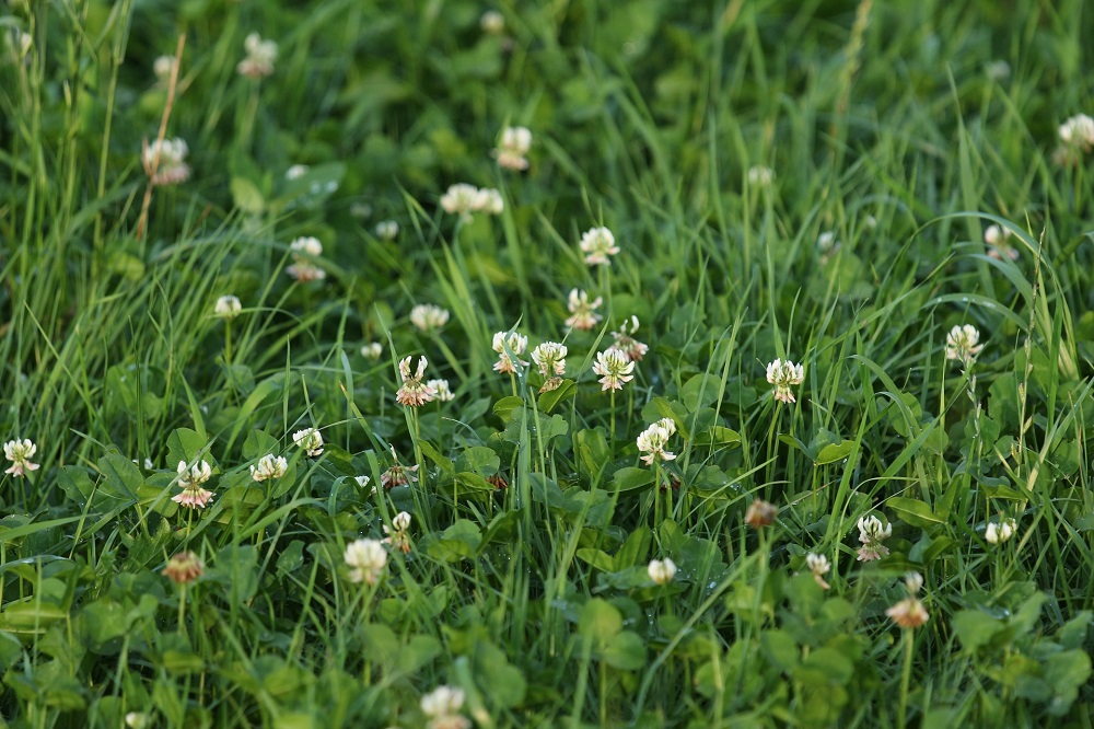 Weinig mestplaatsingsruimte? Gras-klaverteelt is een goede optie