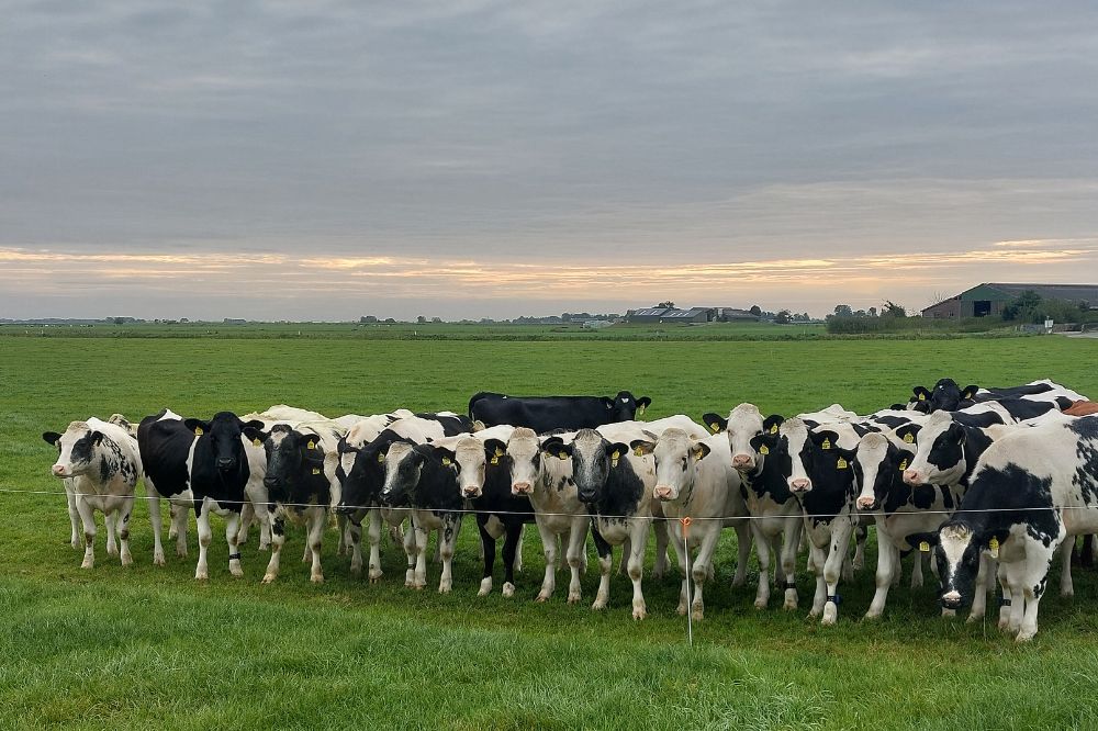Al 11 gevallen van blauwtong type 12 in Nederland