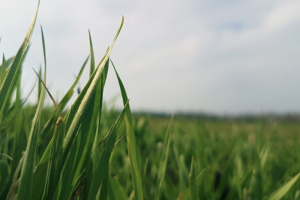 Methaanemissiefactor van vers gras is verlaagd