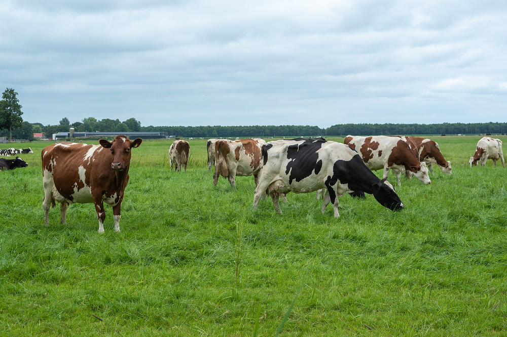Weersomstandigheden en blauwtong drukken weidegang van koeien