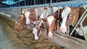 De roodbonte veestapel van Rijkers en de zwartbonte veestapel van Ketelaars zijn samengevoegd. Toch blijven zwartbont en roodbont vaak bij elkaar aan de kant van de stal waar ze in het begin het eerste voer aan het voerhek kregen.