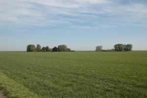 Benut stikstof uit vanggewassen en gescheurd grasland 123